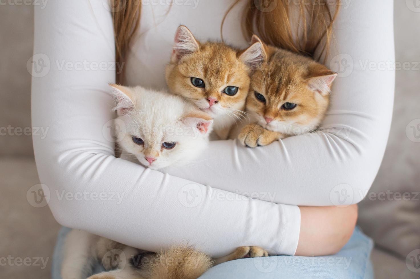 A man holds three British kittens of different colors in his hands photo