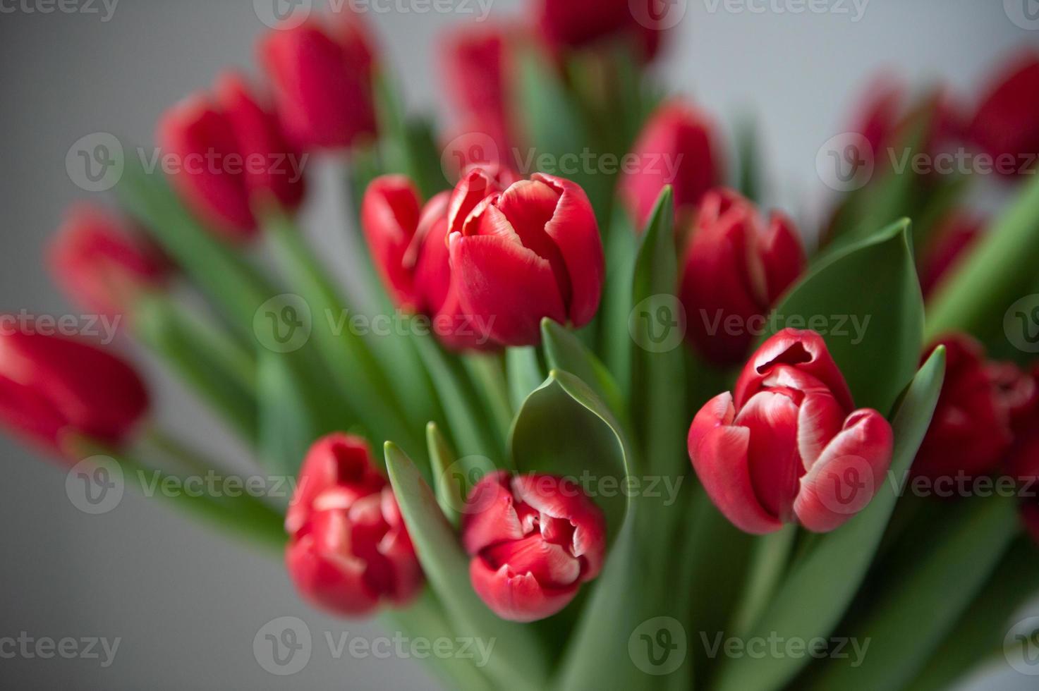 A bouquet of red peony tulips stand in a vase. Early varieties of tulips photo
