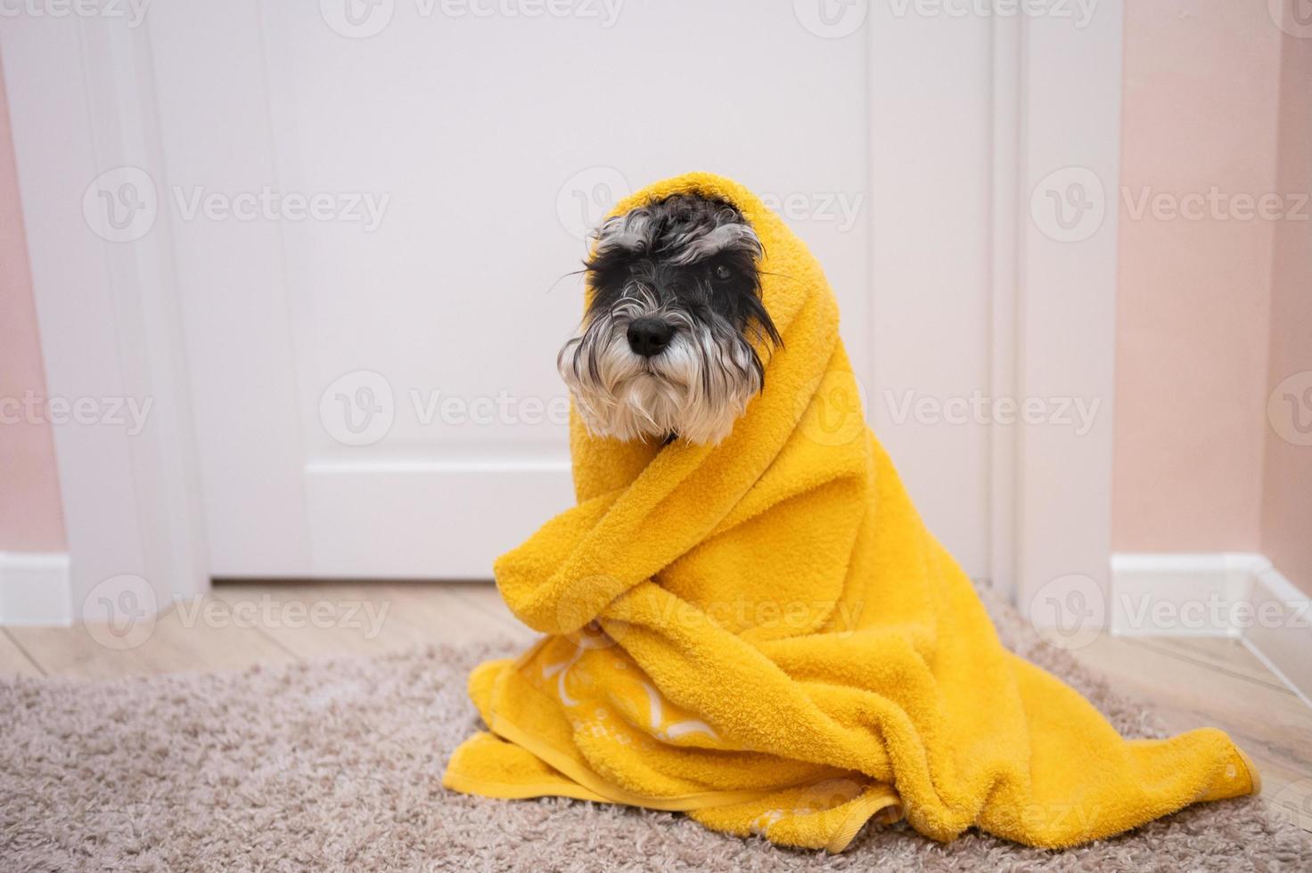 A black and silver schnauzer sits on the carpet under a yellow towel photo