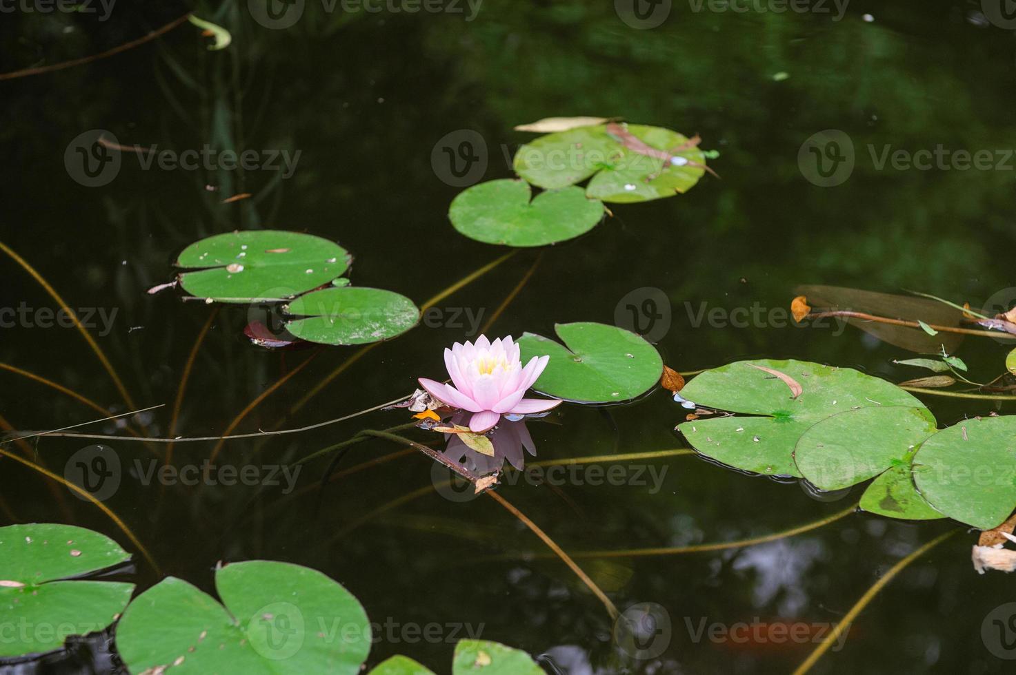 A pink water lily flower floats in a pond next to round green leaves photo