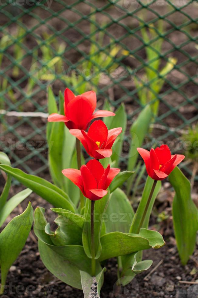 de kaufman rojo tulipán con verde hojas floreció en primavera foto