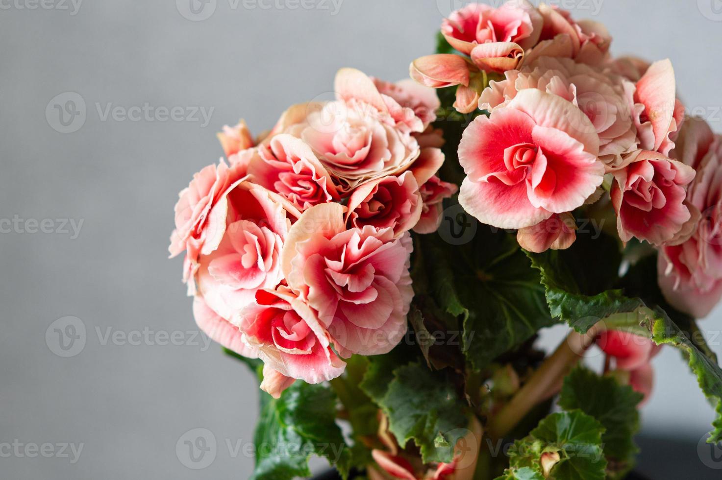 Blooming red begonia in a flower pot in the interior photo