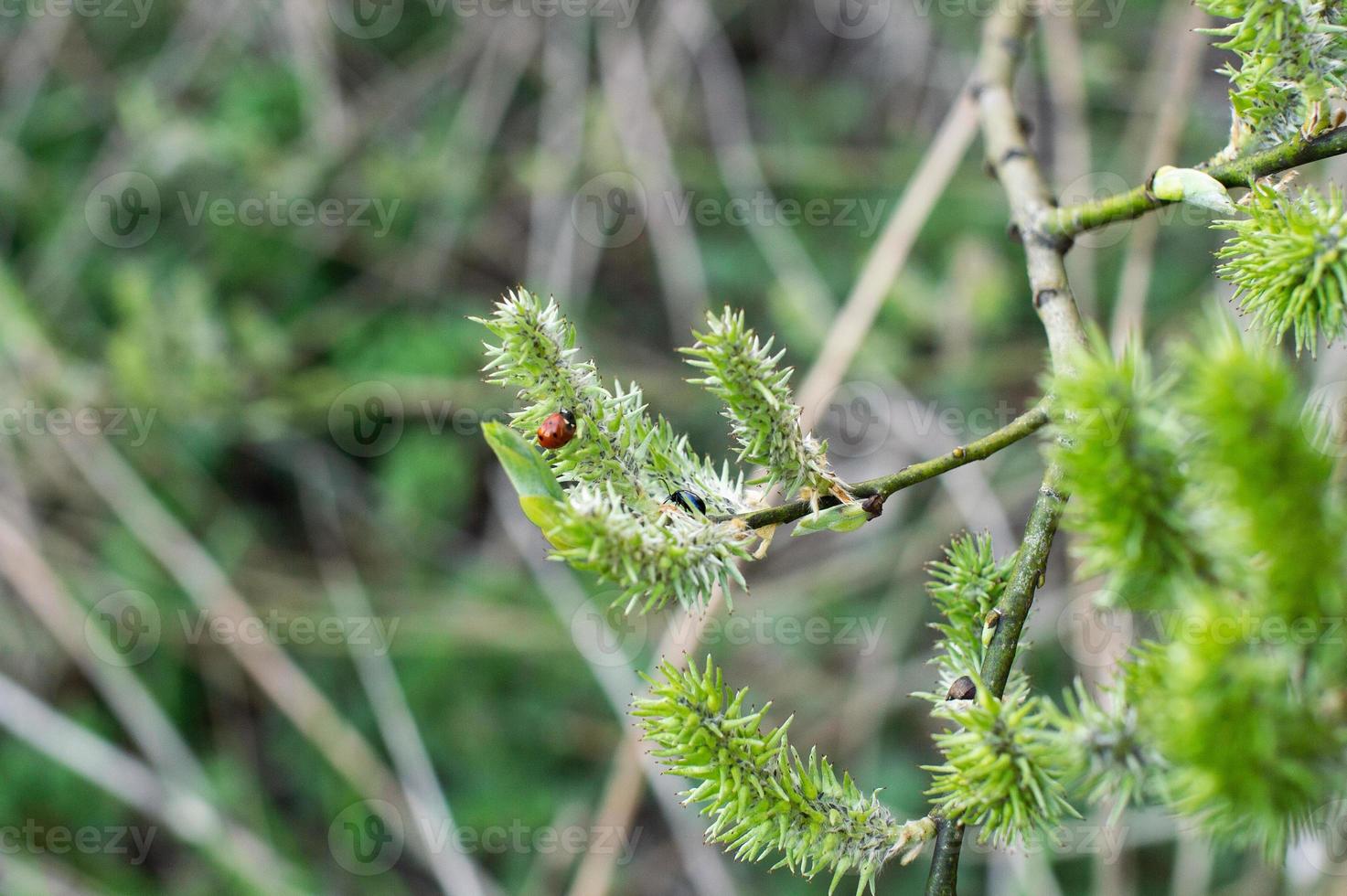 un mariquita se sienta en un verde sauce ese floreció en el bosque en primavera foto