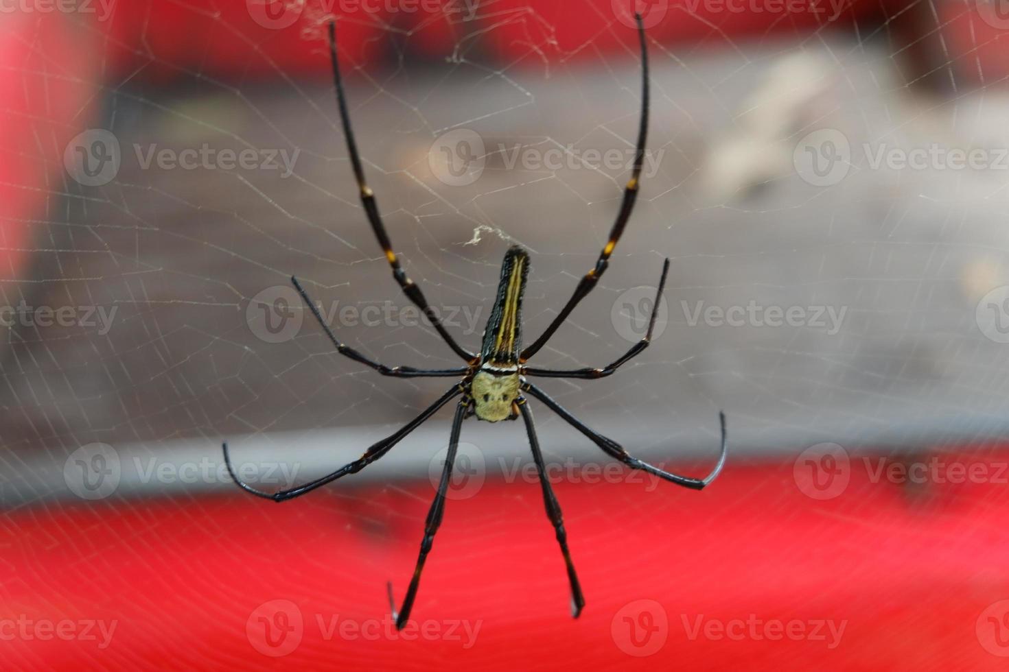 macro shot of spider in spider web photo