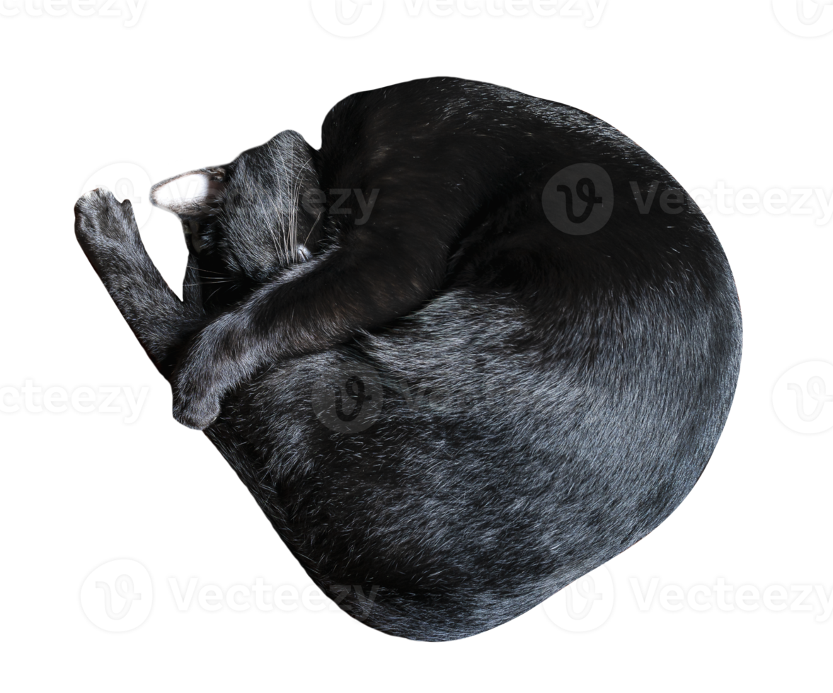 noir chat en train de dormir png