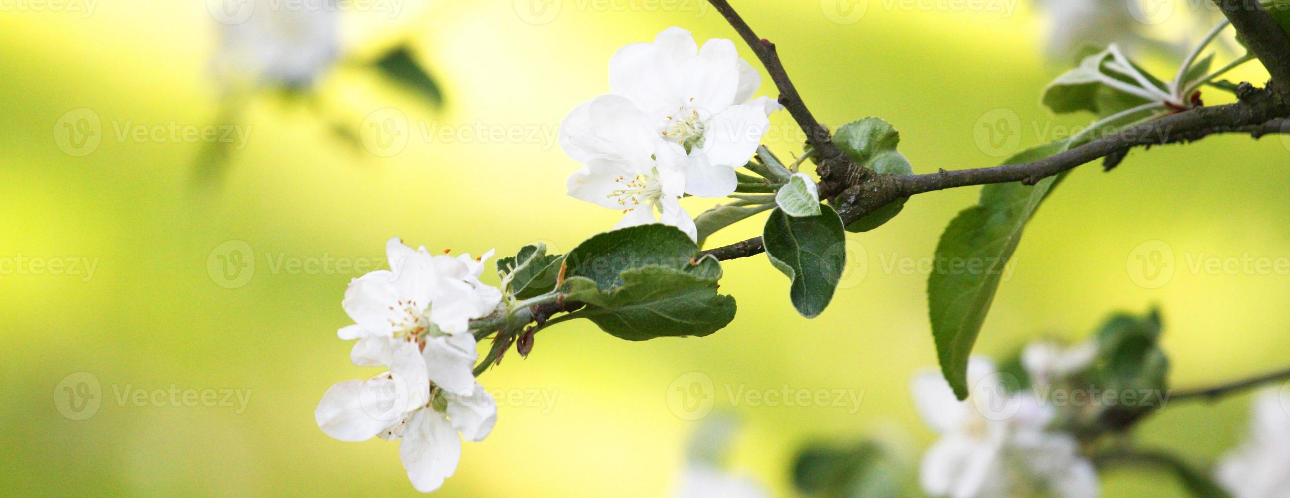 Beautiful branch of blossoming tree in spring. photo