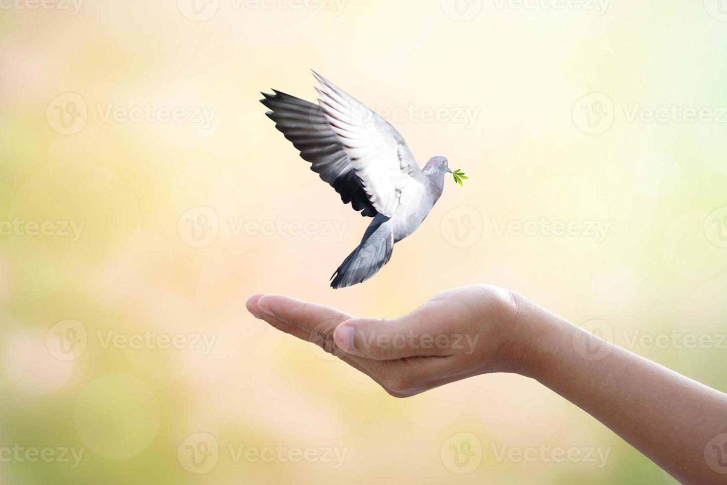 hombre Orando y gratis pájaro disfrutando naturaleza en puesta de sol fondo, esperanza concepto foto