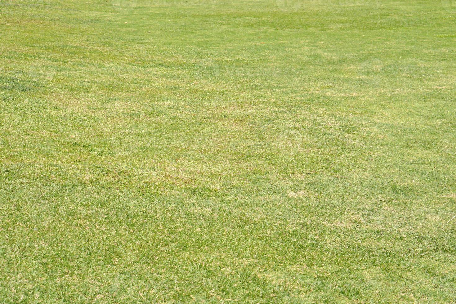 verde césped antecedentes para sentado en el jardín foto