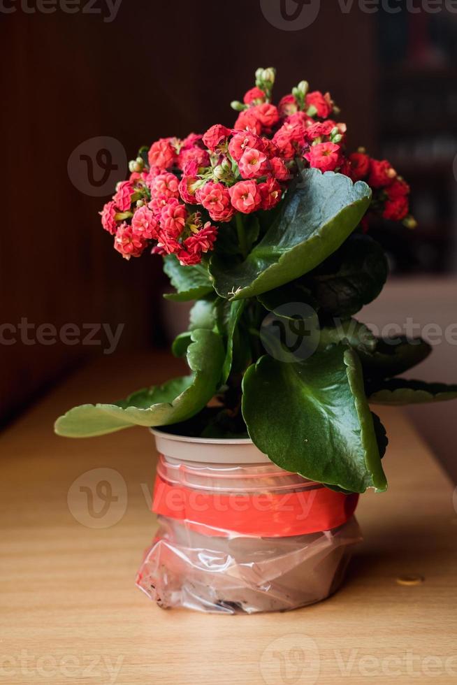 floreciente kalanchoe de cerca. rojo flores de kalanchoe. foto