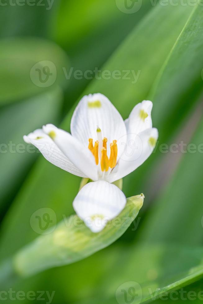 un soltero copo de nieve flor tiene convertido sí mismo vertical a cara el Dom. foto