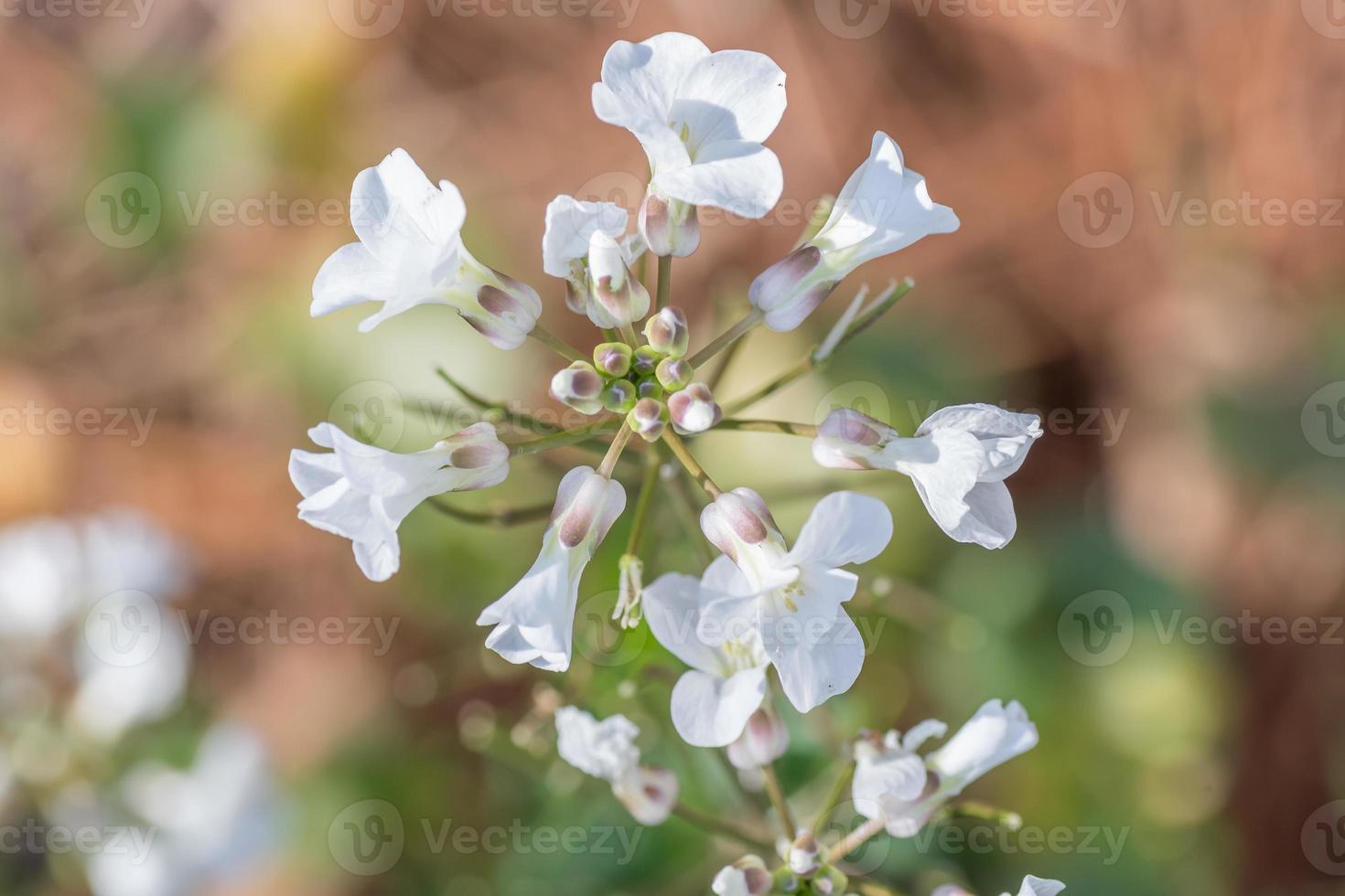 Noccaea fendleri is a tiny plant native to the western United States. photo