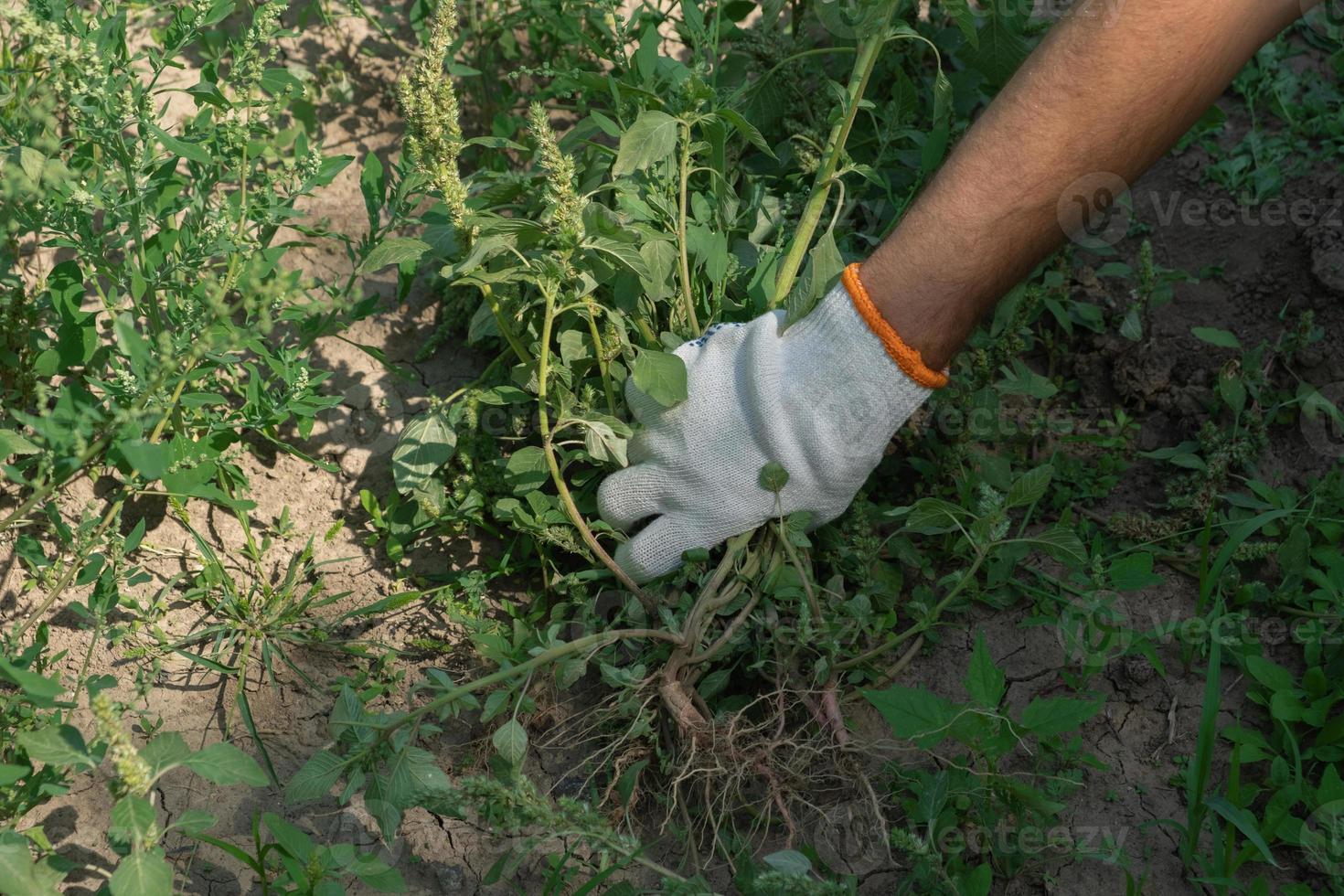 una mano quita las malas hierbas en el jardín. concepto de jardinería. foto