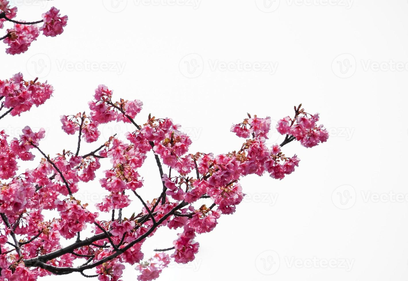 Soft focus of Beautiful cherry blossom with fading into pastel pink sakura flower,full bloom a spring season in japan photo