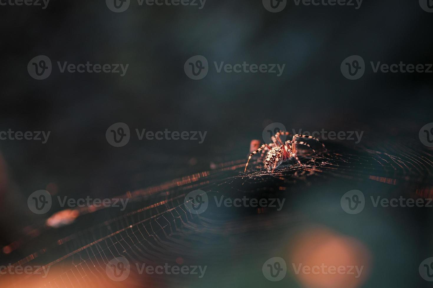 A large brown weaver spider in its web hunts its prey. photo