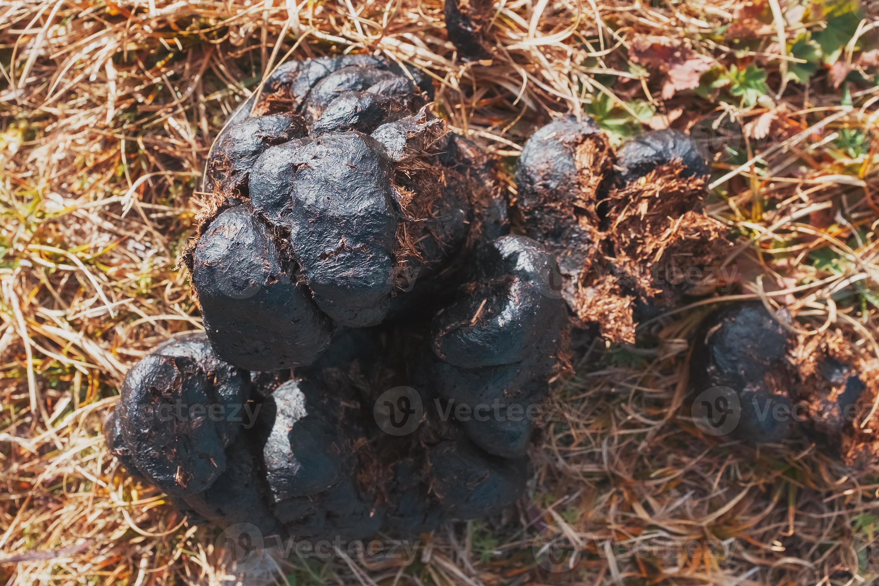 Fresh horse poop in the ass closeup 20798445 Stock Photo at Vecteezy