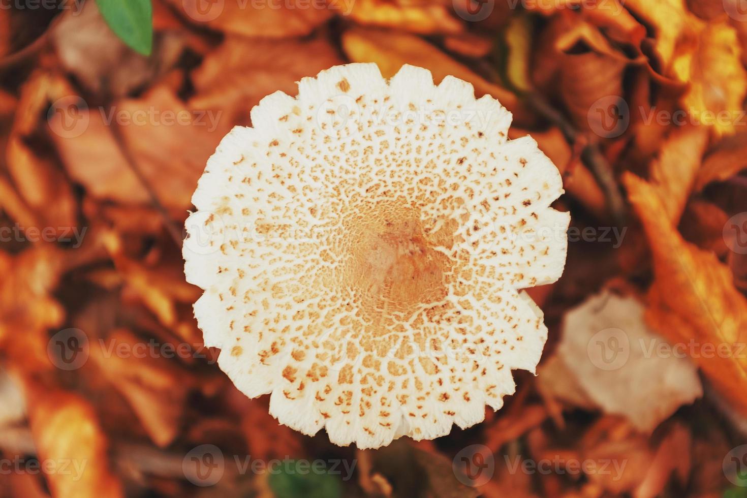 Contour of the cap of the white mushroom in the autumn forest of the Caucasus. Top View photo