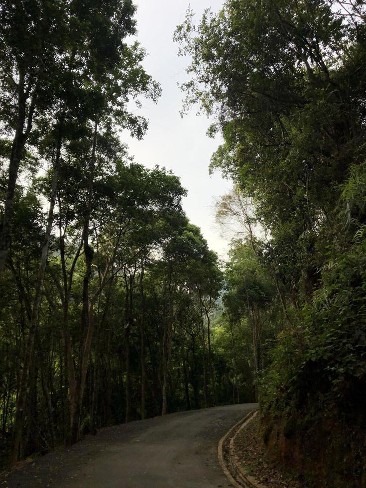 Peaceful forest in the middle of the hiking trails photo