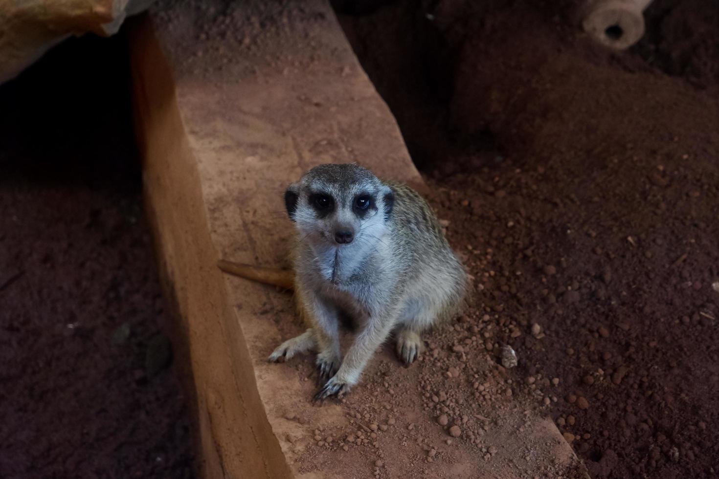 Selective focus of meerkats who are relaxing in their cages in the afternoon. photo