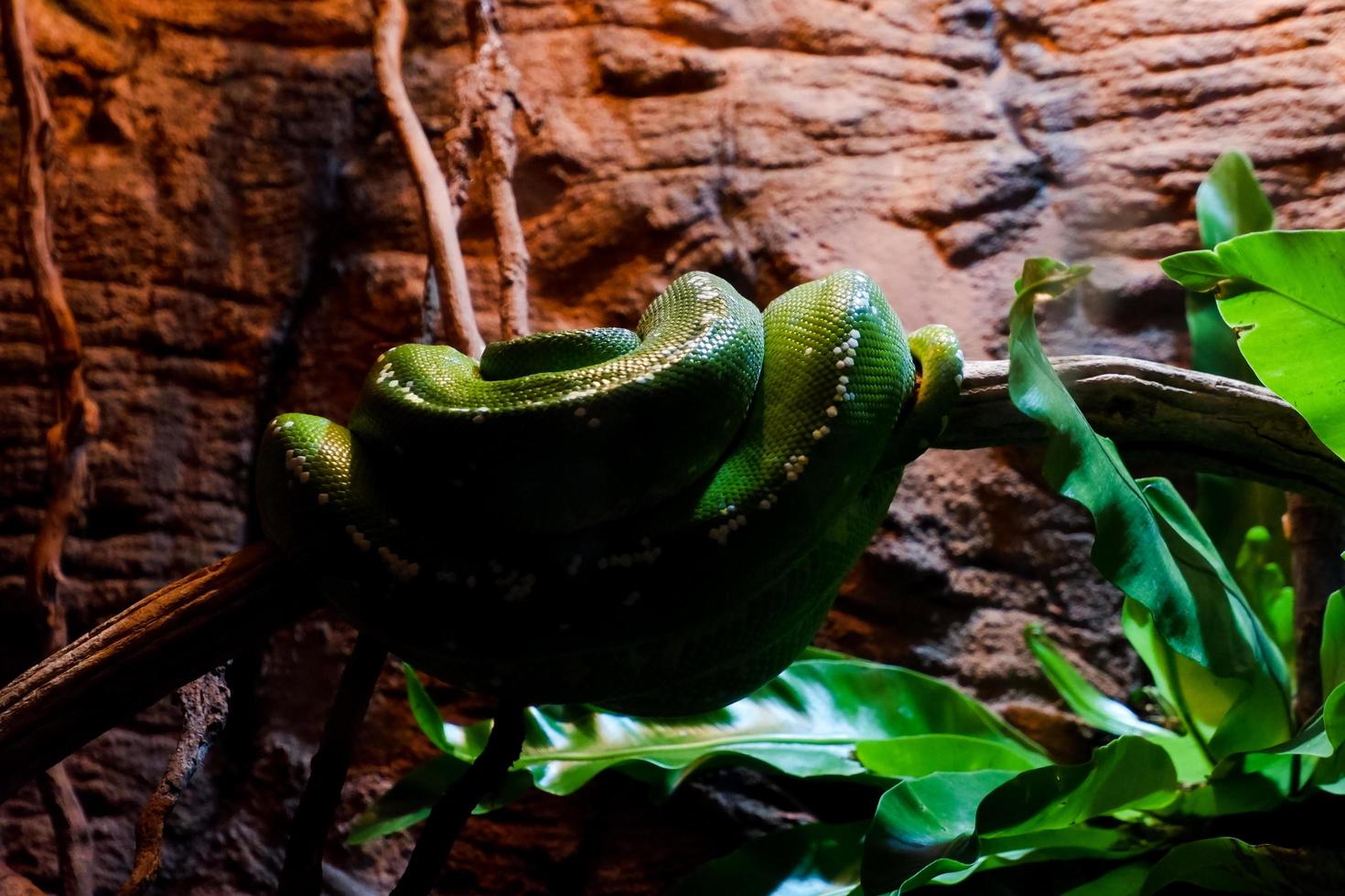 Selective focus of sleeping green pythons while wrapped around their bodies in a dark cage. photo