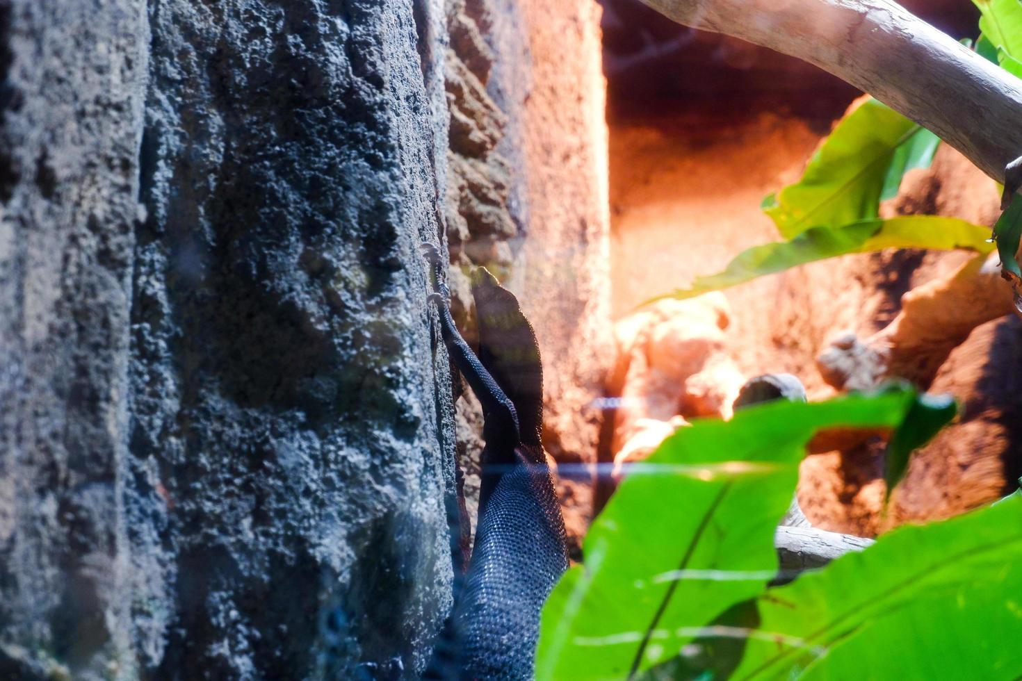Selective focus of the blue spotted tree monitor lizard perched on top of its cage trees. photo
