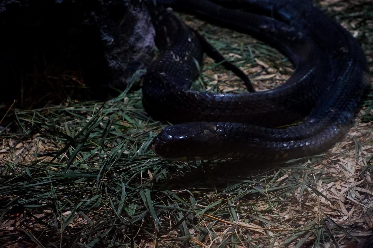 Selective focus of a king cobra that is relaxing in a dark cage. photo