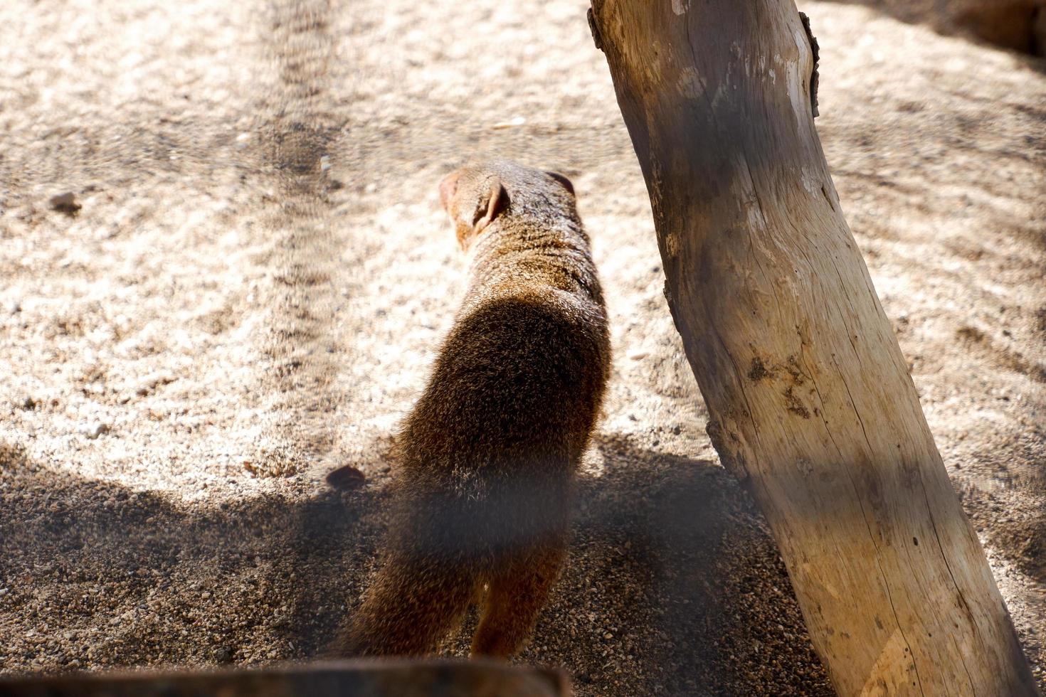 Selective focus of common dwarf mongooses that are relaxing in their dark cages. photo