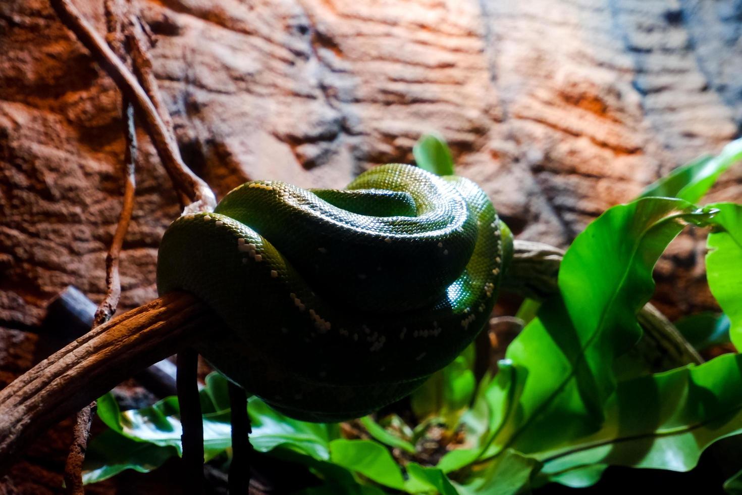 Selective focus of sleeping green pythons while wrapped around their bodies in a dark cage. photo