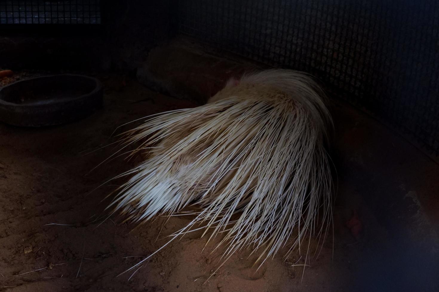 selectivo atención de un dormido javanés blanco erizo en sus oscuro jaula. foto