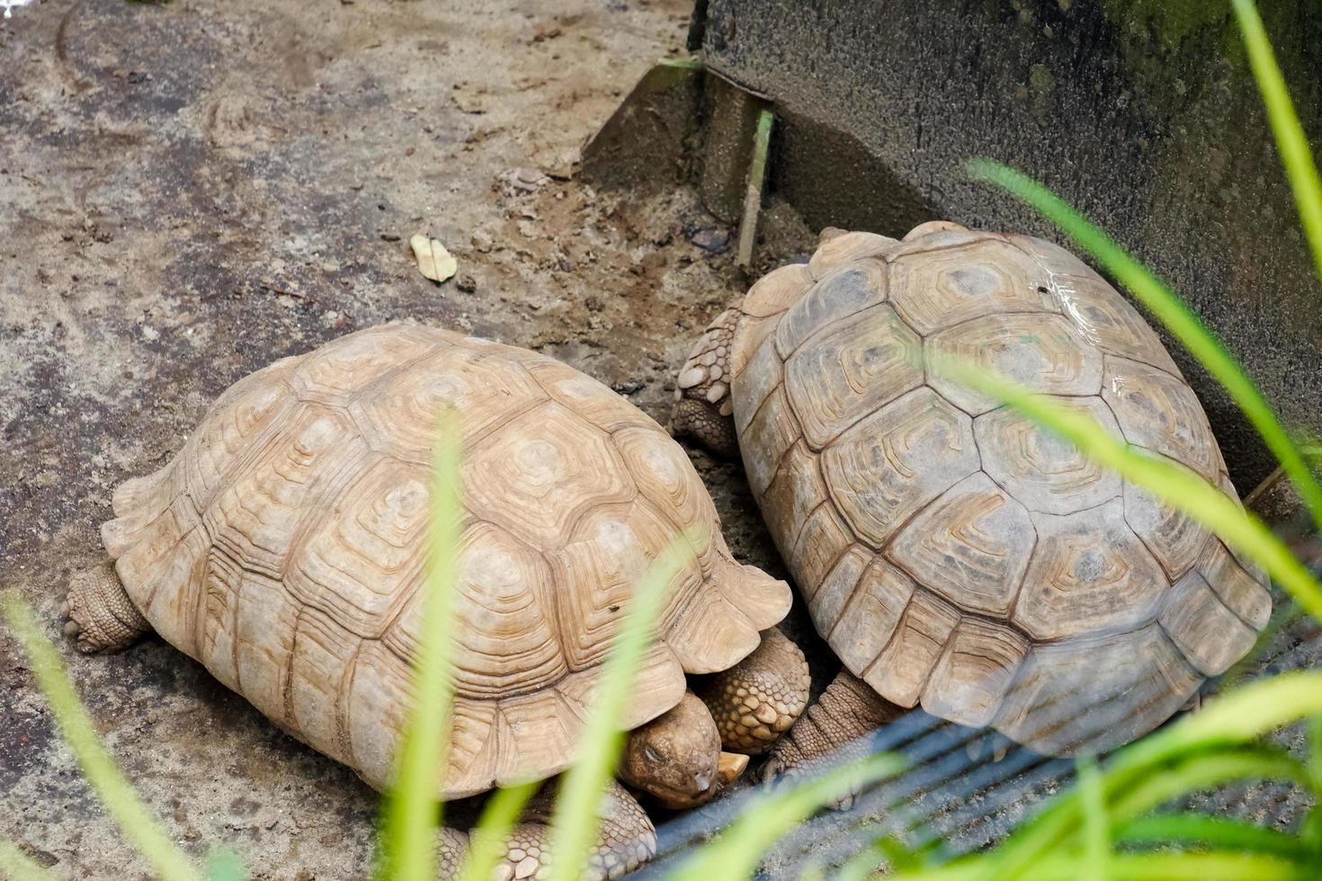 Selective focus of sulcata turtles who are relaxing in their cages. photo