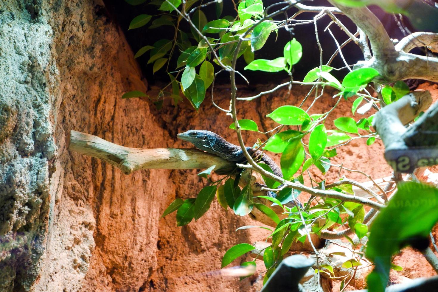 Selective focus of the blue spotted tree monitor lizard perched on top of its cage trees. photo