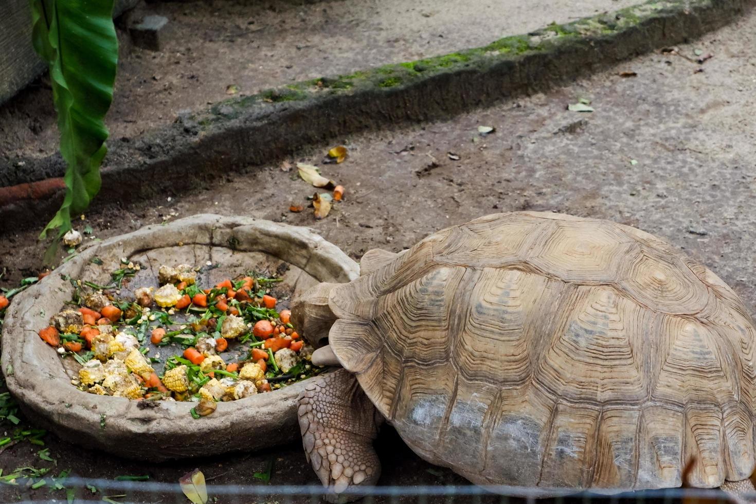 Selective focus of sulcata turtles who are eating mixed vegetables. photo