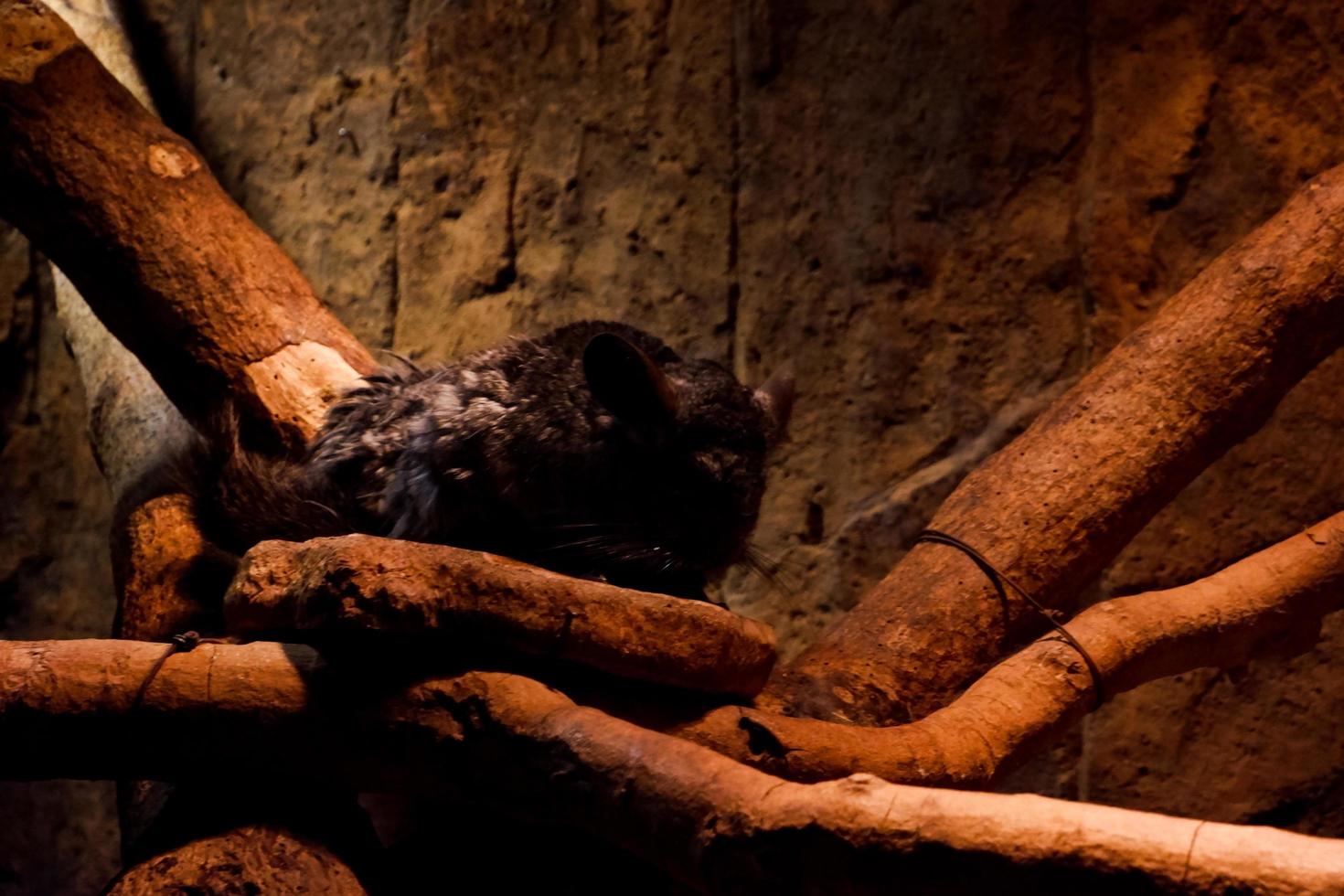 Selective focus of sleeping chinchilla in its dark cage. photo