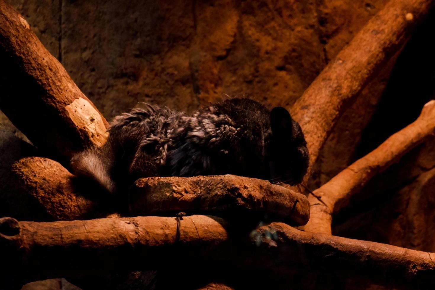 Selective focus of sleeping chinchilla in its dark cage. photo