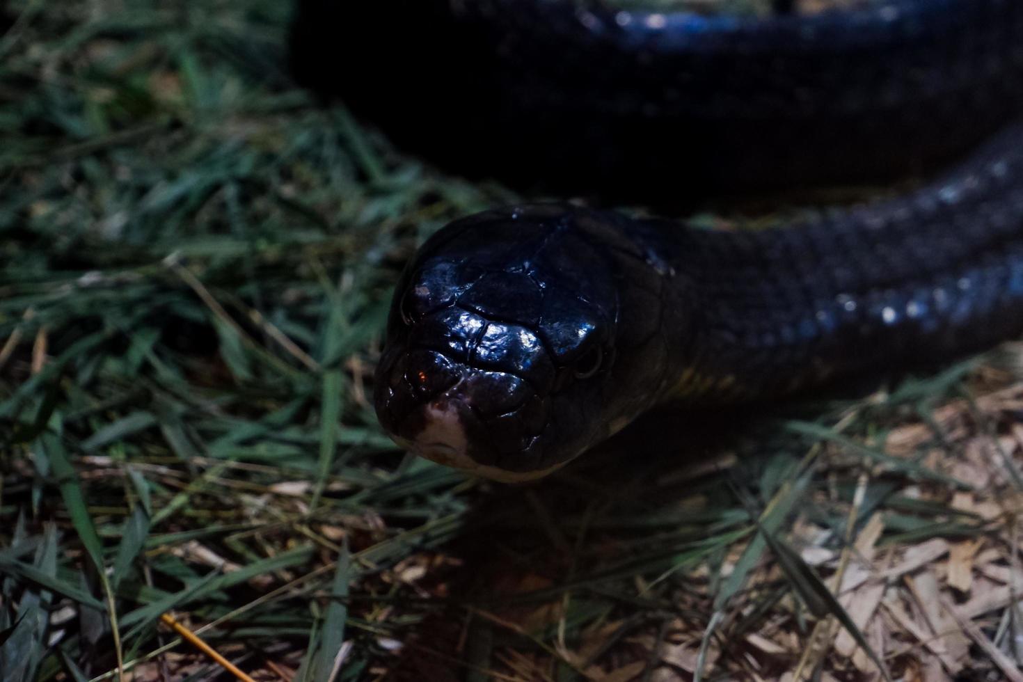 selectivo atención de un Rey cobra ese es relajante en un oscuro jaula. foto