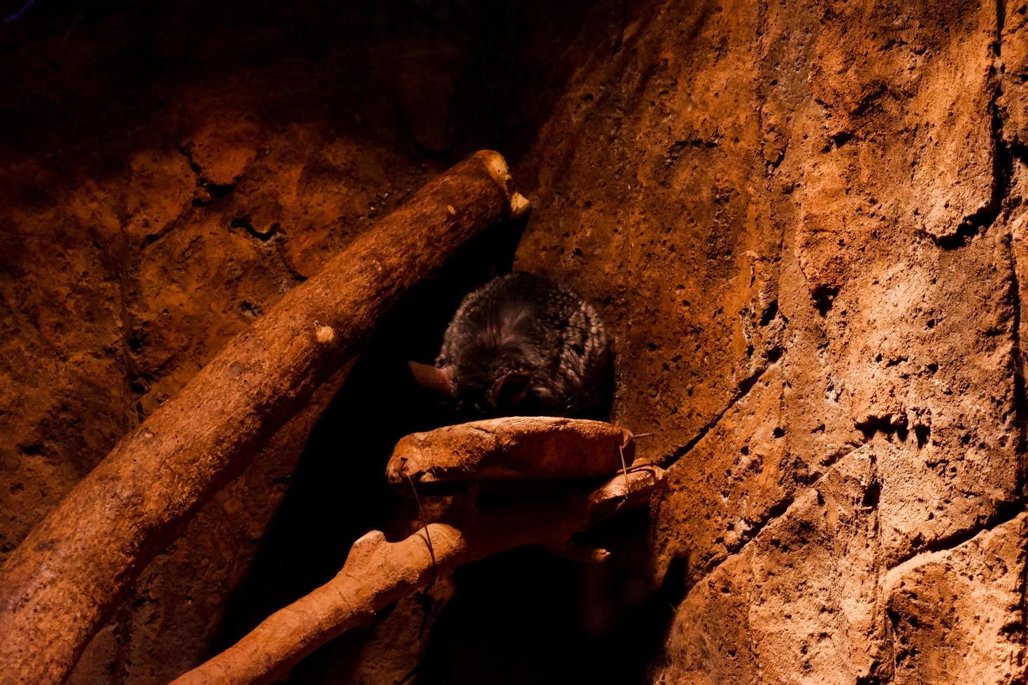 Selective focus of sleeping chinchilla in its dark cage. photo