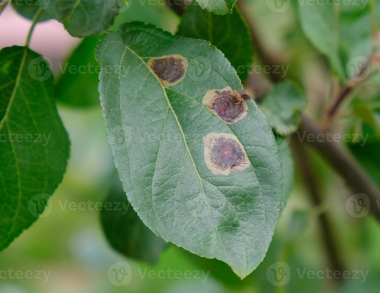 Apple tree branch with green leaves affected by a fungal disease rust. Deficiency or excess of elements and microelements of plant nutrition, disease. Rust spots of fungal disease on an apple tree. photo
