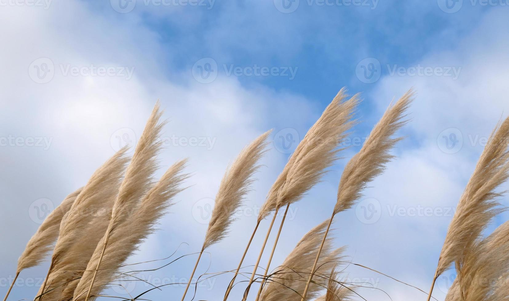 Golden reeds sway in the wind against blue sky. Abstract natural background. Pattern with neutral colors. Minimal, stylish, trend concept. photo
