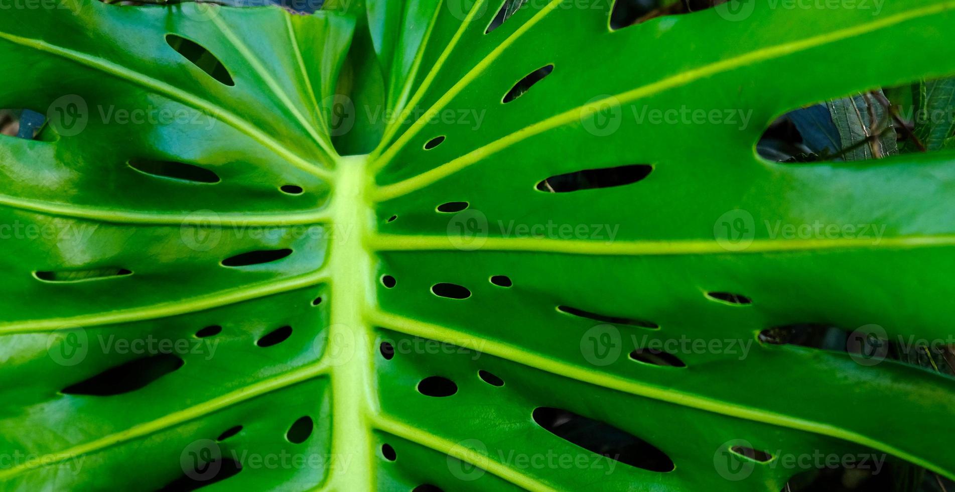 Green leaves of plant Monstera grows in wild climbing tree jungle, rainforest plants evergreen vines bushes. photo
