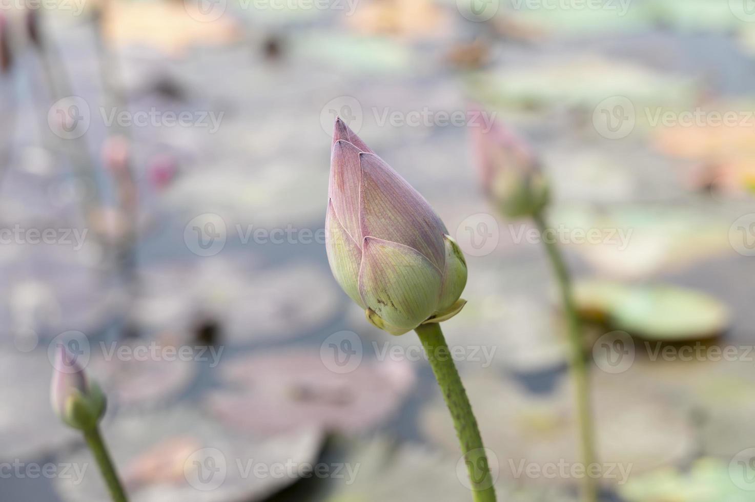 Lotus pond in the garden with blurred background photo