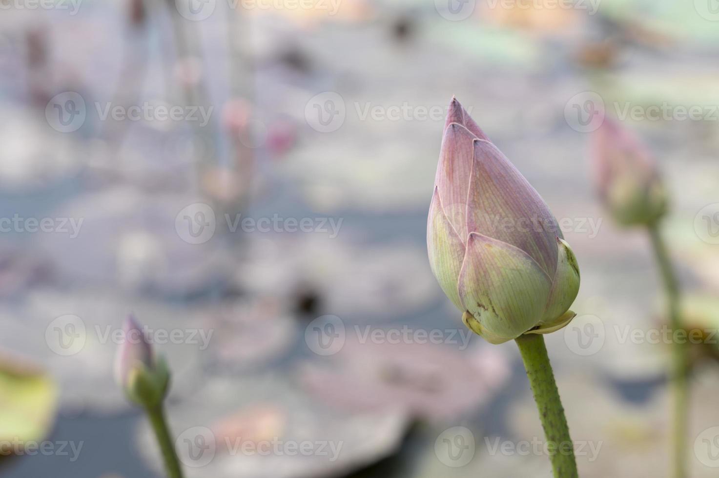 Lotus pond in the garden with blurred background photo