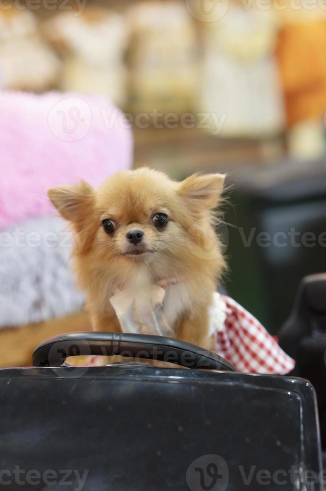 marrón perrito vistiendo rojo falda - animales foto