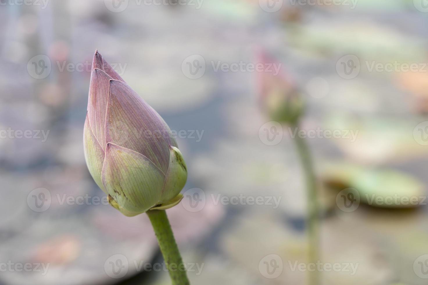 Lotus pond in the garden with blurred background photo