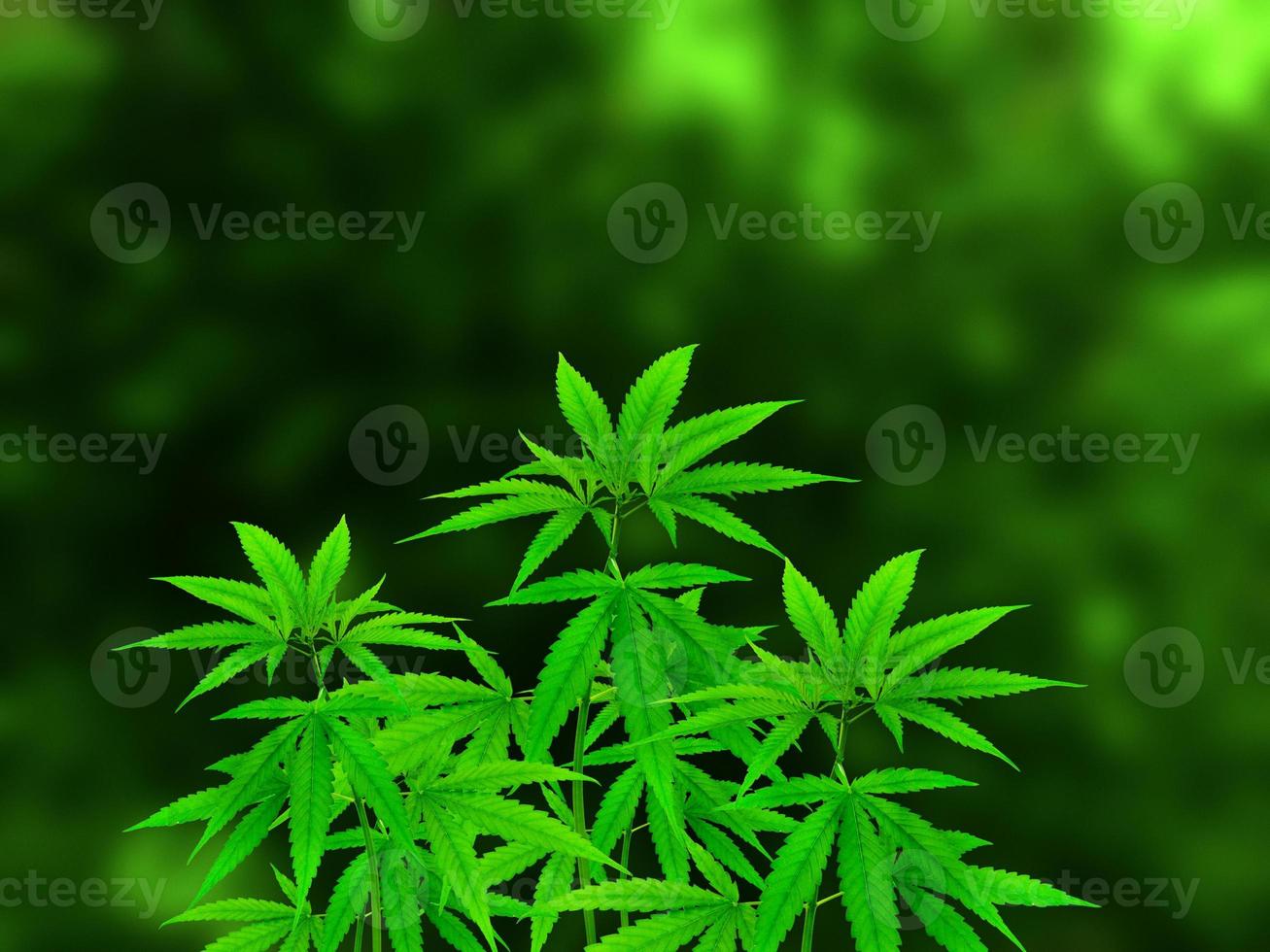 Marijuana plant isolated on blurred green background. photo