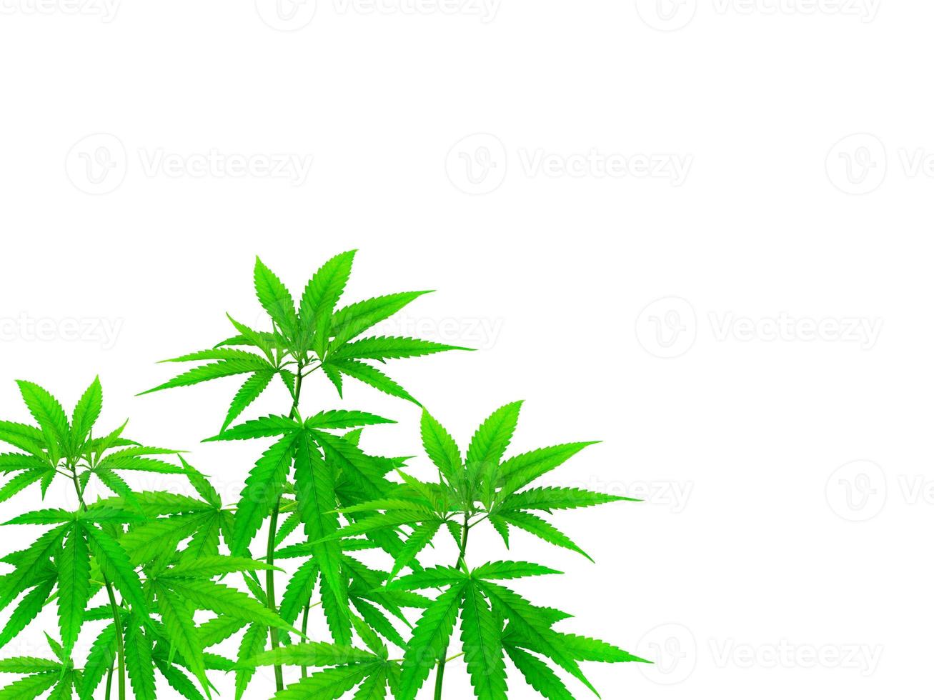 Cannabis plants that can be separated on the white background photo