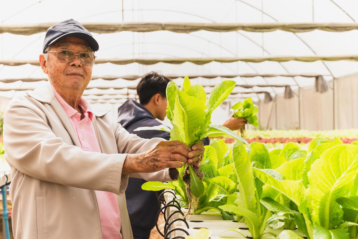 Senior father and son in organic farm in summer. photo