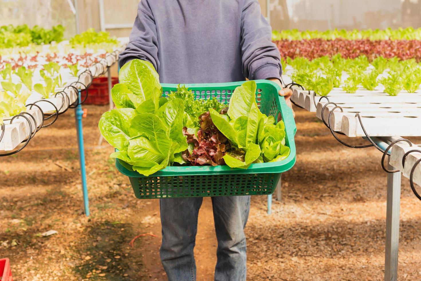 Asian farmer holding basket of fresh  organic vegetables on hydroponic farm. photo
