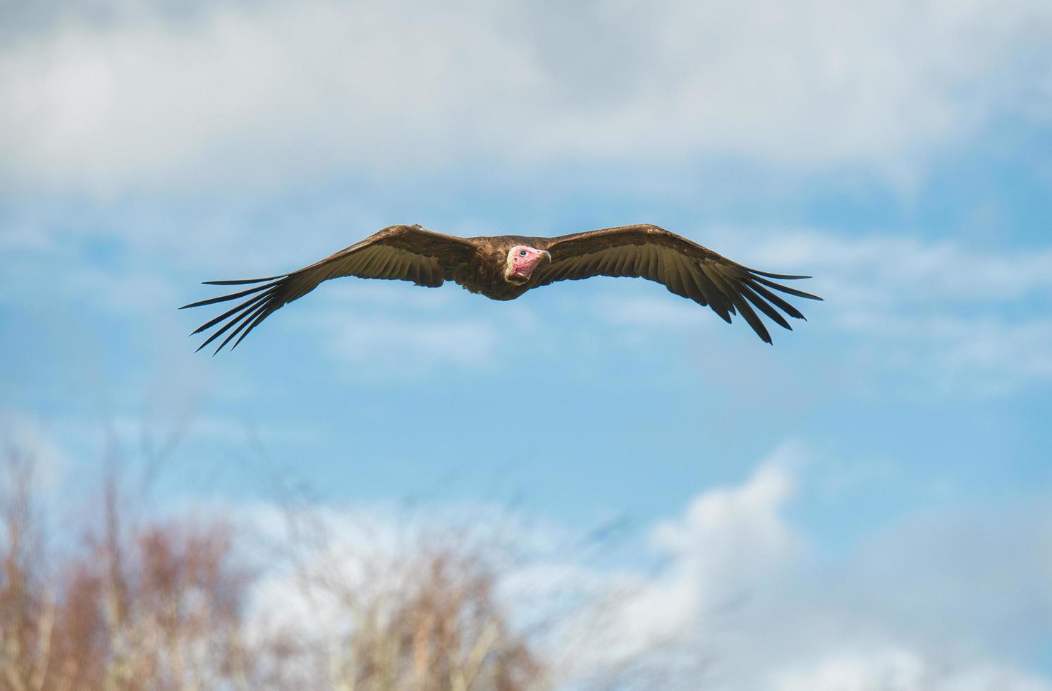 Vulture in flight photo