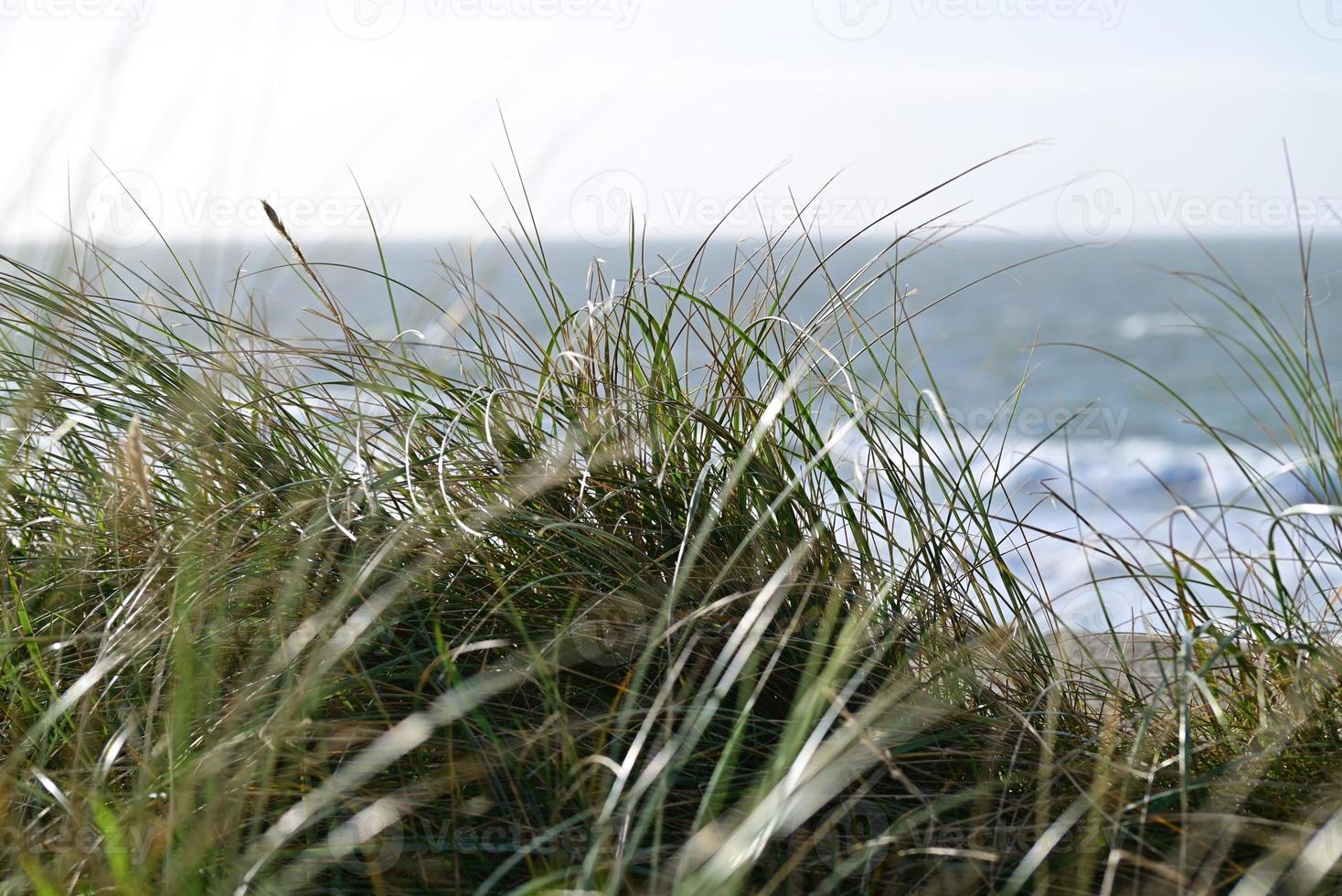Beach grasses as a closeup against the ocean photo