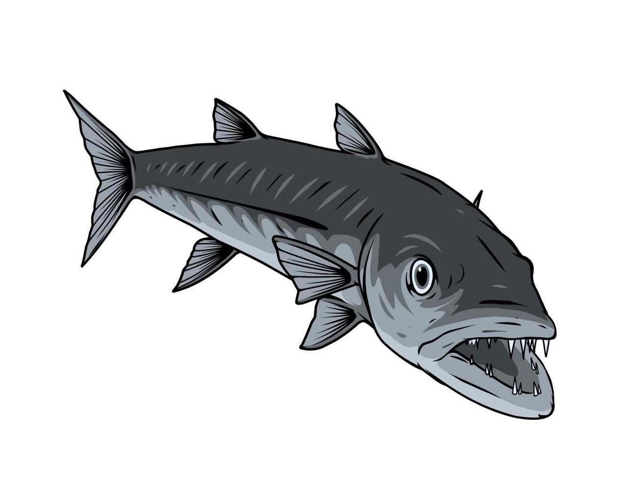 barracuda pescado vector