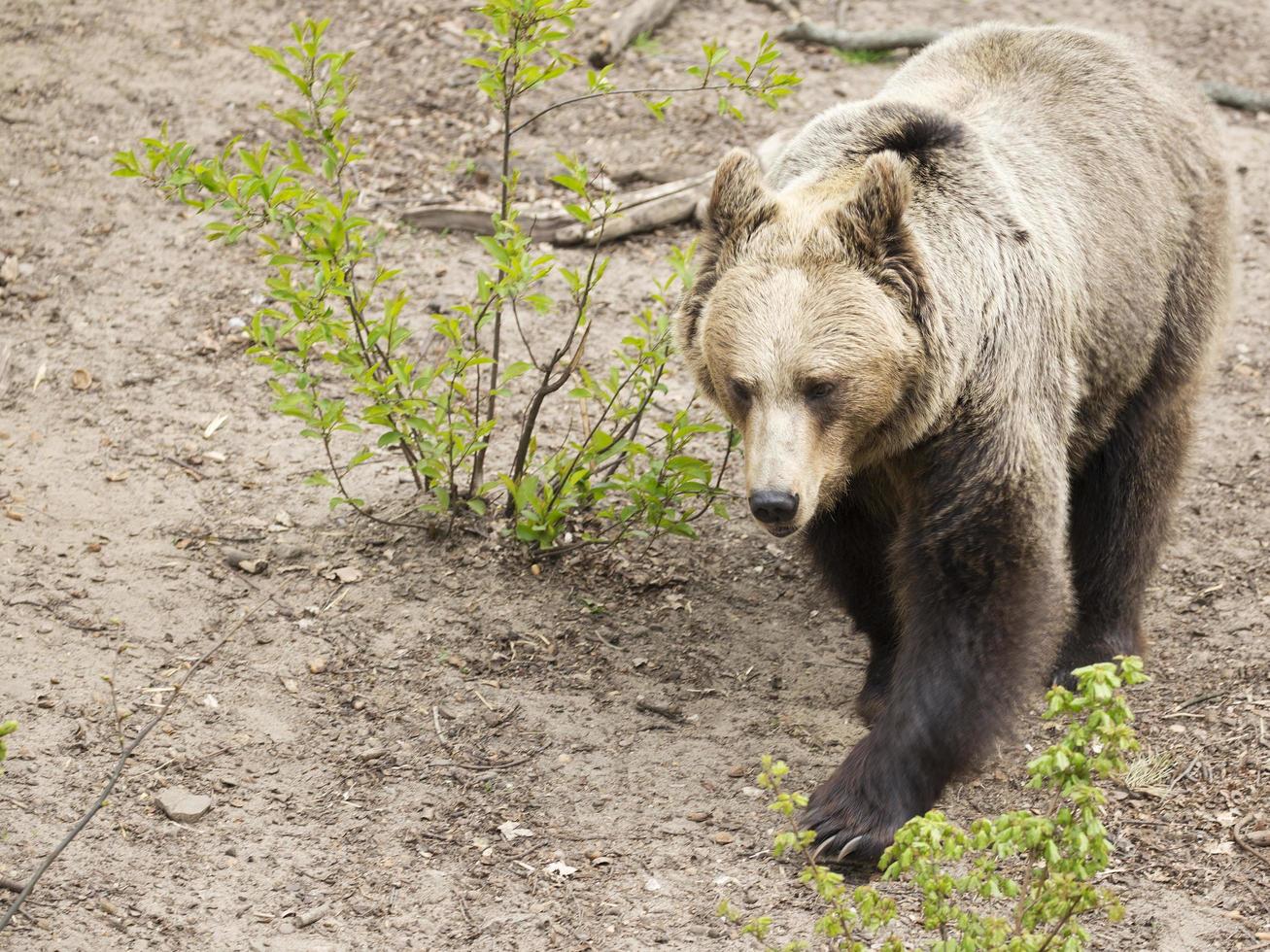 Brown bear in the run photo